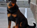 Rottweiler for Crossing
