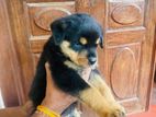 Rottweiler Puppy