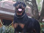 Rottweiler for Crossing