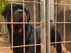 Rottweiler for Crossing
