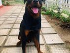 Rottweiler for Crossing