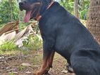 Rottweiler Dog for Crossing