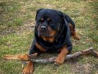 Rottweiler for Crossing
