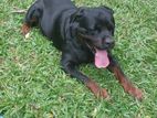Rottweiler for Crossing