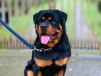 Rottweiler for Crossing