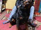 Rottweiler for Crossing