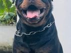 Rottweiler for Crossing Form Serbia