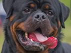 Rottweiler for Crossing