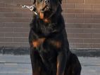 Rottweiler for Crossing (imported)
