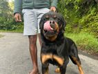 Rottweiler for Crossing