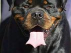 Rottweiler For (Crossing / Stud)