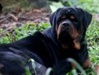 Rottweiler for Crossing Stud