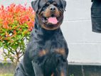 Rottweiler for Crossing