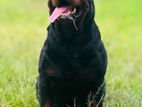 Rottweiler for Crosssing