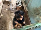 Rottweiler Puppy for Kind Home