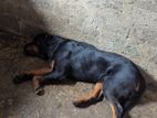 Rottweiler for Kind Home