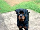 Rottweiler for Crossing