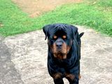 Rottweiler for Crossing