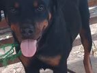 Rottweiler Dog