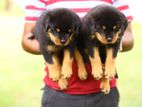 Rottweiler Puppy