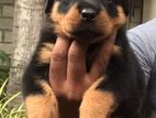 Rottweiler Puppies