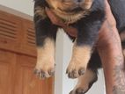 Rottweiler Puppies