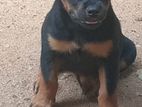 Rottweiler Puppy