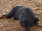 Rottweiler Puppy