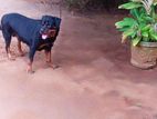 Rottweiler Dog for Kind Home