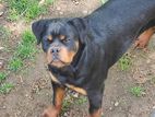 Rottweiler Puppies