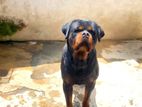 Rottweiler