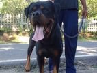 Rottweiler Dogs