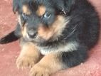 Rottweiler Puppy