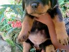 Rottweiler Male Puppies