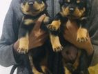 Rottweiler Puppies