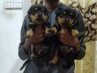Rottweiler Puppy