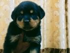 Rottweiler
