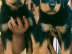 Rottweiler Puppies