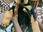 Rottweiler Puppies