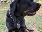 Rottweiler Puppy