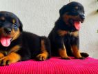 Rottweiler Puppies