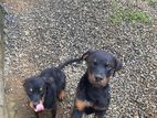 Rottweiler Puppies