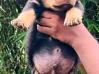 Rottweiler Puppies