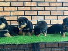 Rottweiler Puppies