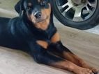 Rottweiler Dog