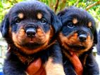 Rottweiler Puppies