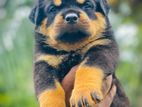 Rottweiler Puppies