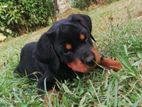 Rotweiler Puppies