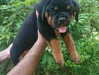 Rottweiler Puppies