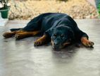 Rottweiler Dog